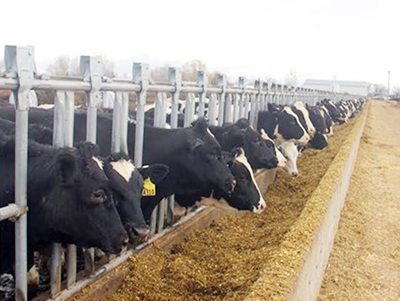  Trang trại bò sữa vinamilk Tây Ninh triển khai dự án chăn nuôi bò sữa nông hộ ra dân năm 2018 và giai đoạn 2018 -2020