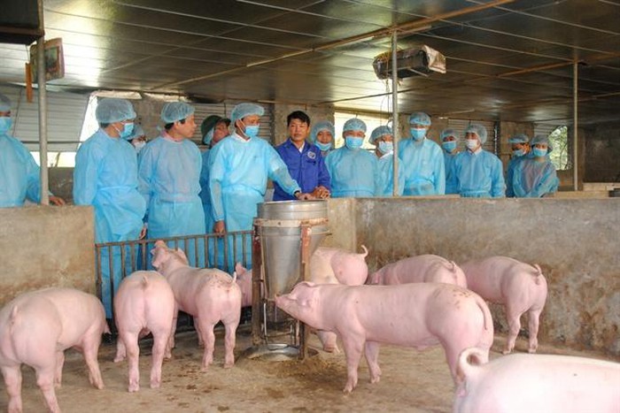 Một số giải pháp cấp bách khống chế bệnh dịch tả lợn Châu Phi, lở mồm long móng, tai xanh